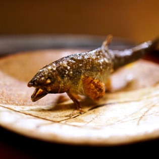 The photo of Akasaka Kikunoi