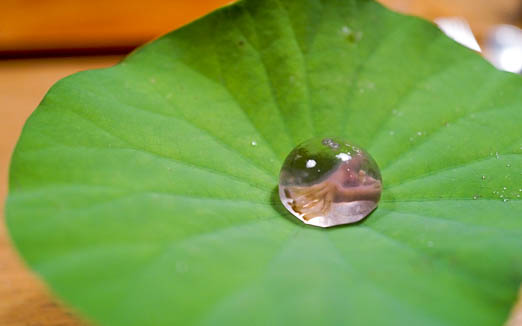 セララバアドの写真