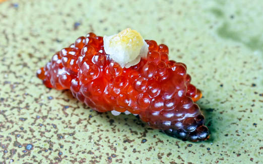 鮨匠 のむらの写真