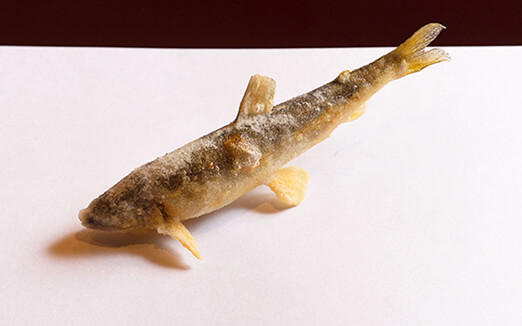 天ぷら 京星の写真